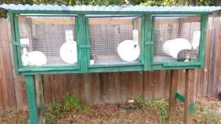 Starting to raise rabbits. New rabbit hutch ep 10