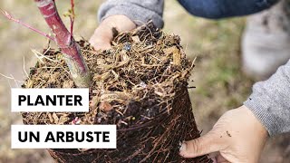 Comment planter un arbuste
