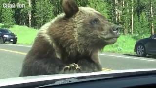 Звери 2019, МЕДВЕДЬ В ДЕЛЕ! Медведь против льва, тигра, волка