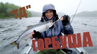 ГОРБУША на Кольском!