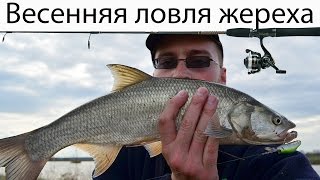 Весенняя ловля жереха