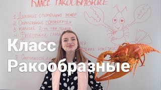 Класс Ракообразные