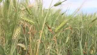Barley Silage - Ideal Stage for Ensiling in Western Canada