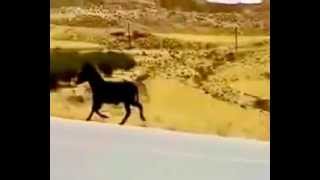 حمار عمل نفس حصان