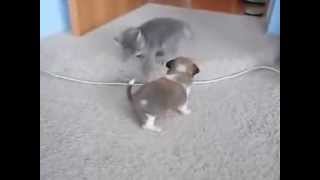 Забавные животные. Котенок и щенок играют на кровати