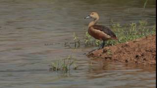 Lesser Whistling-Teal