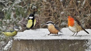 Videos for Cats to Watch - Birds on Snow Day
