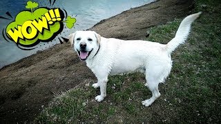 Лабрадор плавает в пруду. Реакция собаки на воду. Throwing My Dog a Pool Party