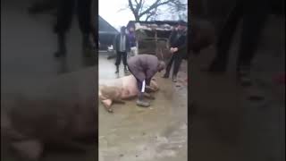 Tăierea porcului Gigand !!!!
