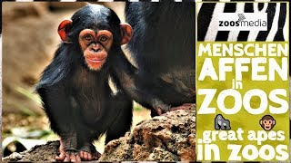 Menschenaffen in ZOOS ? wichtige BOTSCHAFTER für den ARTENSCHUTZ ? | zoos.media