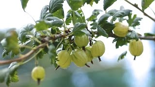 HOW TO PRUNE YOUR GOOSEBERRIES