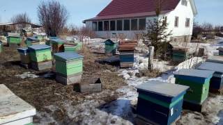 Выставили пчёл, 22 марта 2017г. Пасека Старчевских