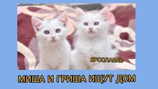 МИША И ГРИША ИЩУТ ДОМ!ЯРОСЛАВЛЬ!
