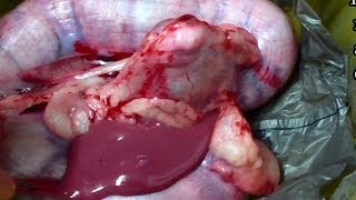 Pyometra / Infected Uterus full of Pus - Gross Alert! : New Farm Vet