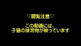 ハチワレ猫のハチ #15 初めて自力でウンチする子猫