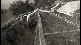 Η ΚΑΛΛΙΕΡΓΕΙΑ ΤΟΥ ΚΑΠΝΟΥ