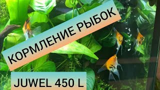 Кормление рыбок. Аквариум Juwel 450 литров. Часть 32.
