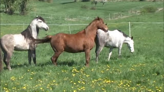 Decksprung ~ natur mating, at * The Wild Horse Place