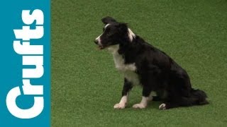 Agility Contest - Small, Medium and Large Breeds Finals | Crufts 2012