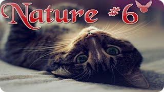 Nature #6  Кошки в замедленной съемке  Животные  Природа  Красивое видео  Animal videos
