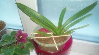 VANDA орхидея ВАНДА адаптация наращивание корней