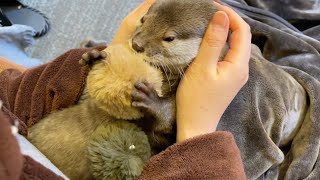 カワウソと猫に、小さいカワウソと小さい猫を渡してみた I gave the otter and the cat a small otter and a small cat.