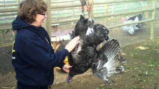 Gobble Gobble