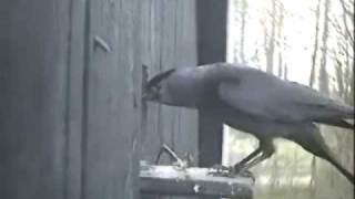 Jackdaws Destroy Stock Dove Nest
