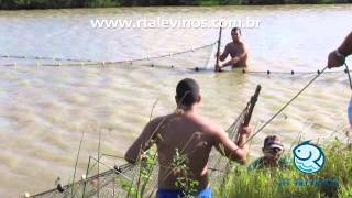 Pesca do Pirarucu - RT ALEVINOS