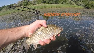 Ловля сазана на макуху. Караси атакуют!