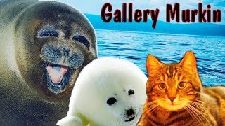?Потрясающая Байкальская нерпа. ✅Супер! Доброе видео.? The Baikal seal. Seals.?