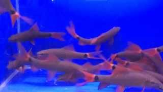 Лабео зелёный Labeo frenatus продажа оптом