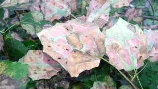 Осина. Пятна на листьях. Болезнь или вредитель? Populus tremula. Aspen. AllVideo.su