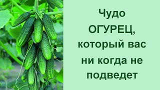 Лучшие гибриды огурцов 2019 - мои предпочтения  ? Вкусные и урожайные огурчики