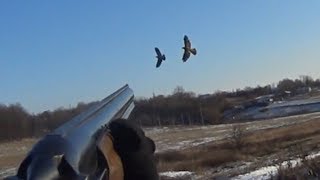 Кабаны окружили меня! Отбиваю ястреба от голубей