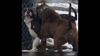 Preparing to Breed the worlds LARGEST pit bulls 100k litters (THE HULK BREEDING)
