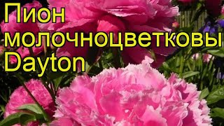 Пион молочноцветковый Дэйтон. Краткий обзор, описание характеристик paeonia lactiflora Dayton