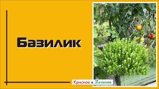 Базилик. Выбираем сорт. Палитра вкусов и ароматов.