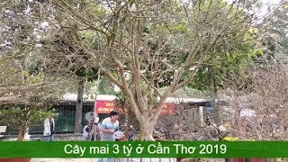 Xem cây mai vàng giá 3 tỷ ở Cần Thơ dịp tết 2019 ra sao | Mekong today