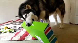 Tonka Unboxes May's Pet Treater Box