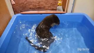Домашняя выдра. Шалости в воде.