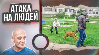Агрессивный Стаффорд Граф (Атака на людей)