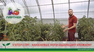 СУПЕР СОРТ - БАНАНОВЫЕ НОГИ ОШАРАШИЛ УРОЖАЕМ!