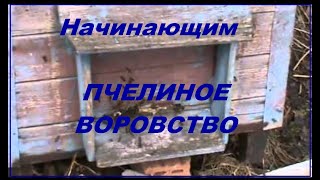 Начинающим пчеловодам советы (пчелиное воровство)