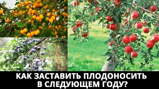 Что делать с деревом если оно не плодоносило в этом году? Как заставить плодоносить в следующем?