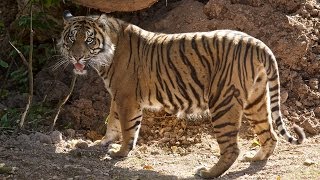 Tigers arrive at Fota!