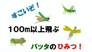 全国こども科学映像祭受賞作品　(100)H28年度第15回佳作中学生部門『すごいぞ！100ｍ以上飛ぶバッタのひみつ！パートⅣ』