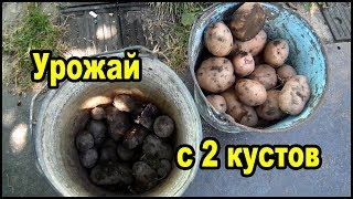 Почти ведро картошки с куста. Мой урожай картофеля в коробе.