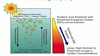 Dr. Karen E. Kohfeld: Atmospheric Carbon Dioxide through the Ice Ages