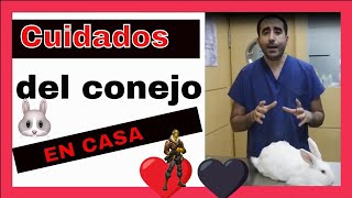 CONEJOS - Revisión del conejo en casa. ¿En qué debemos fijarnos?